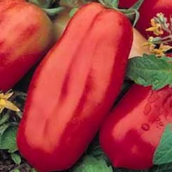 Plum tomato San Marzano 3