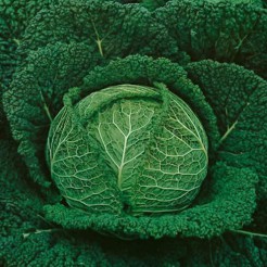 Savoy Cabbage Perfect Savoy