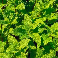 Spearmint