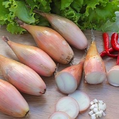 Banana shallot Zebrune