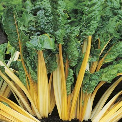 Swiss Chard Bright Yellow