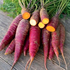 Carrot Soletta