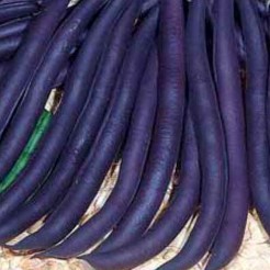 French Bean Purple Queen