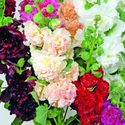 Hollyhock Chater's double-flowered mixed