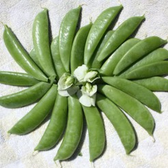 Snow Pea Sugar Snap