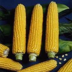 Sweet Corn Tasty Sweet F1