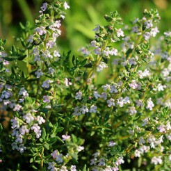 Summer thyme de Provence