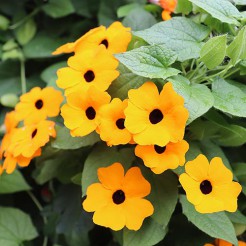 Black-Eyed-Susan