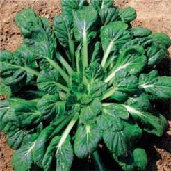 Chinese cabbage Tatsoi