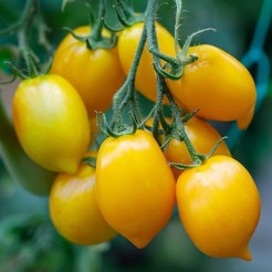 A Grappoli de Invierno