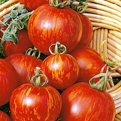 Cherry tomato Tigrella