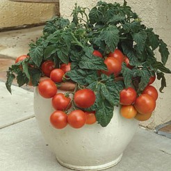 Container tomato Tiny Tim