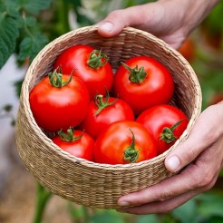 Tomato Ace 55 VF 