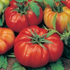 Beefsteak tomato Costoluto Fiorentino