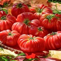 Beefstake tomato Costoluto Genovese