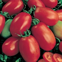 Plum tomato Roma VF