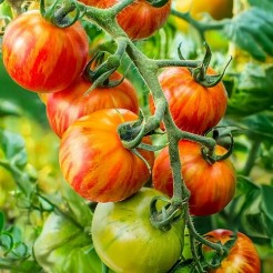 Cherry tomato Tigerella