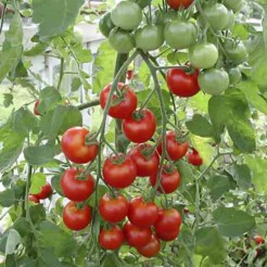 Cherry tomato Zuckertraube type