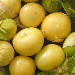 Tomatillo Amarilla