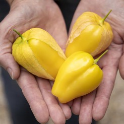 Tomatillo Cisneros