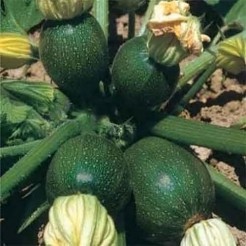 Courgette Tondo di Piacenza