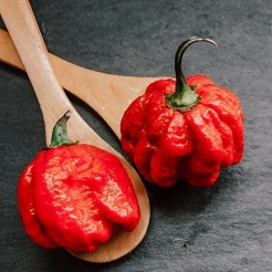 Hot pepper Trinidad Scorpion Moruga
