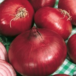 Onion Red Creole
