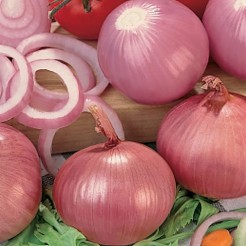 Onion Savona