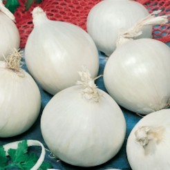 Onion White Sweet Spanish
