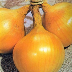 Onion Yellow Sweet Spanish 