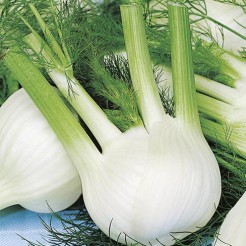 Fennel Romanesco