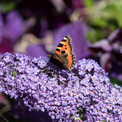 Butterfly Bush violet-blue