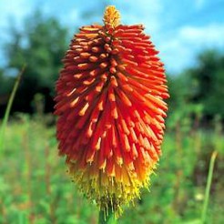 Red hot poker