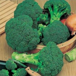 Broccoli Waltham