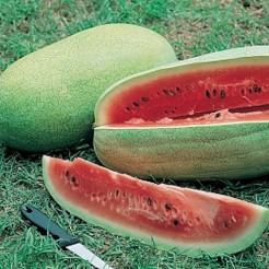 Watermelon Charleston Grey