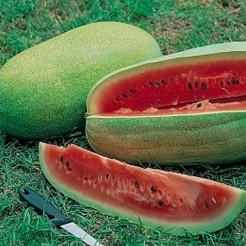 Watermelon Charleston Grey