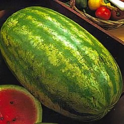 Watermelon Striped Klondike Blue Ribbon
