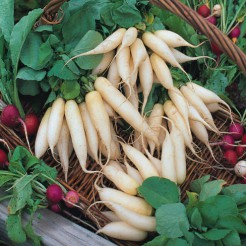 Radish White Icicle 