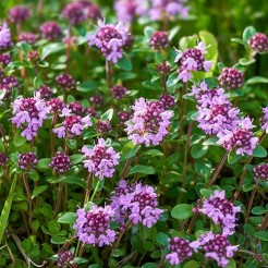 Creeping Thyme (wild form)