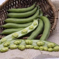 Broad Bean White Windsor
