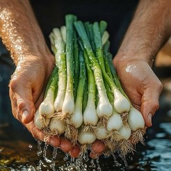 Spring Onion Welsh Winter Nest