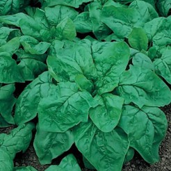 Spinach Winter Giant