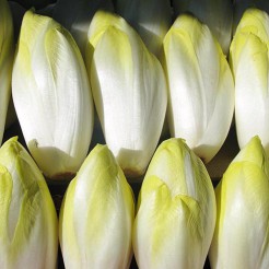Belgian Endive Hollandse Middelvroeg