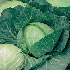 White Cabbage Copenhagen Market