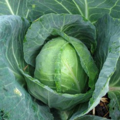 White Cabbage Danish Ballhead