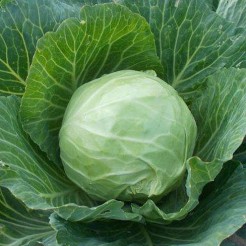 White cabbage Golden Acre
