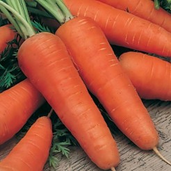 Carrot Chantenay Red Core