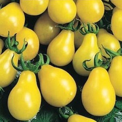 Pear tomato Yellow Pear