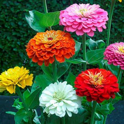 Zinnia Dahliabloemig gemengd