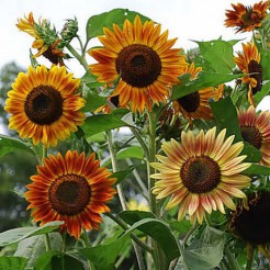 Sunflower Evening Sun